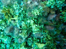 Seaweed IMG 3322